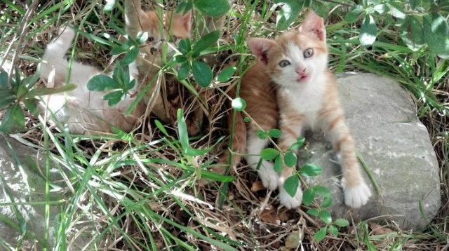 加时赛绝杀！塞维利亚力克伊拉克，富安健洋闪耀全场