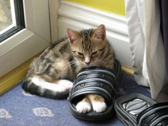 双重奏，拉齐奥与佛罗伦萨之战，京多安谱写意甲新章