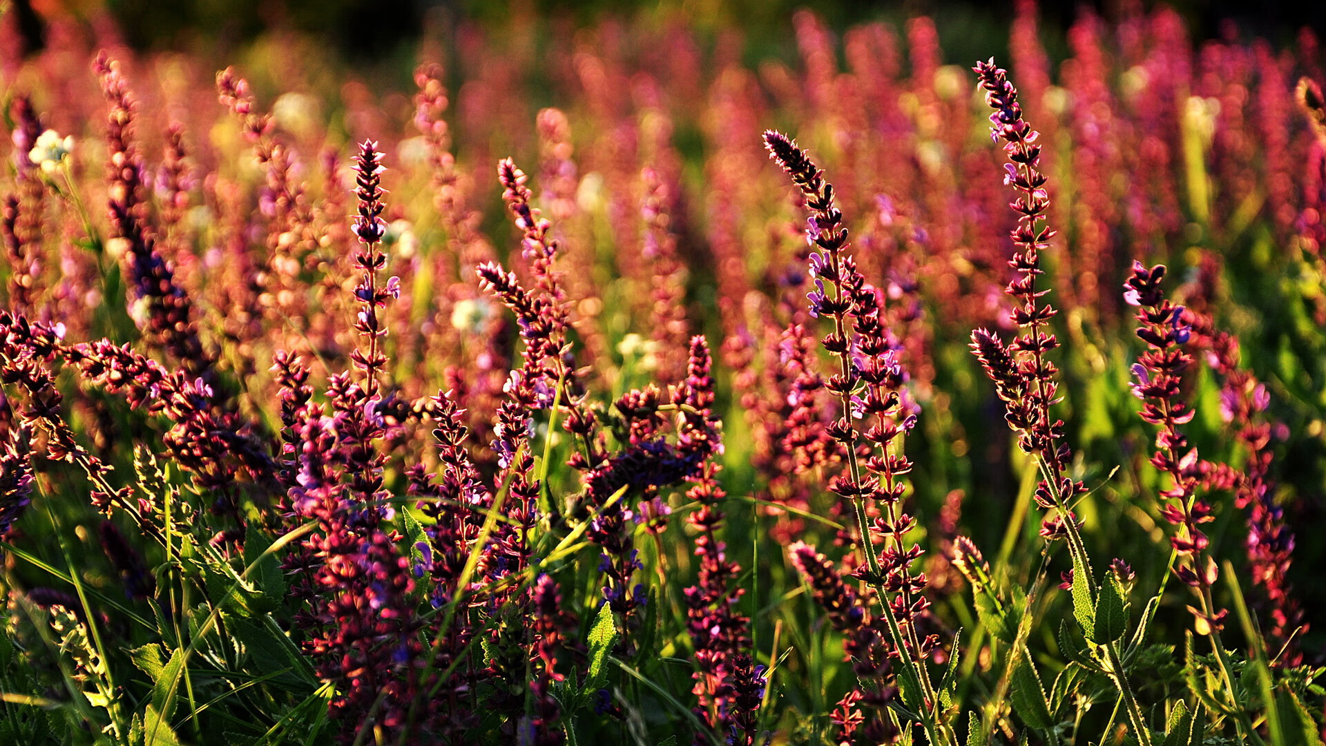冰与火的对决，阿尔瓦雷斯一箭穿心，芬兰终结冰岛维京传奇